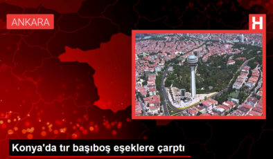 Konya’da tır başıboş eşeklere çarptı