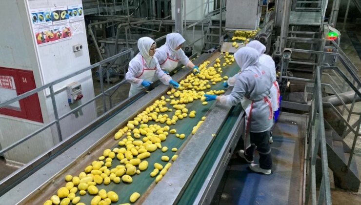 Konya’da Üretilen Patatesler Dondurulmuş Formda İhraç Ediliyor