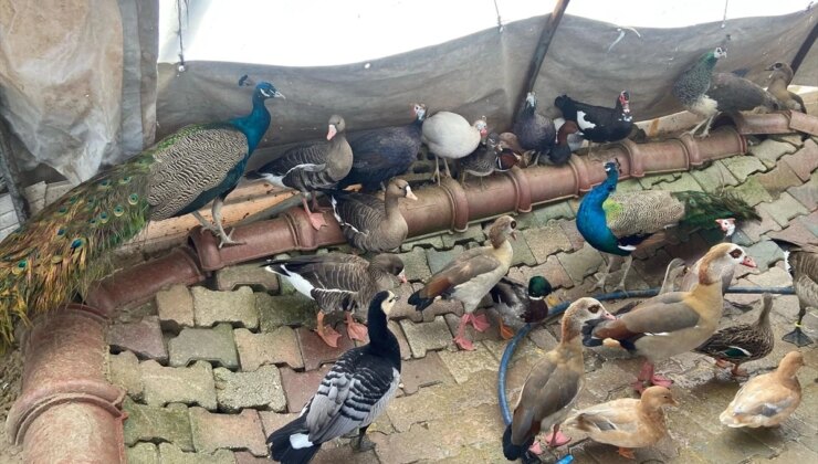 Aksaray’da jenerasyonu tükenmekte olan hayvanların ticaretine ceza